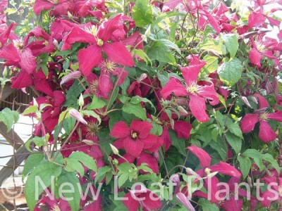 Picture of Clematis Madame Julia Corevon