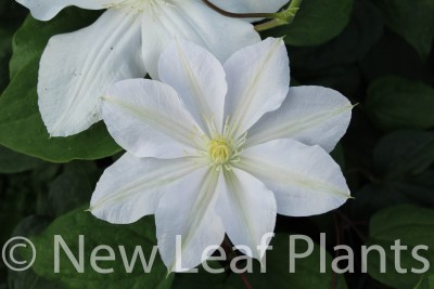 Picture of Clematis Marie Boisselot