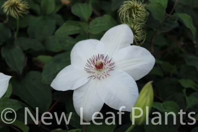 Picture of Clematis Miss Bateman