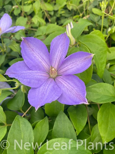 Picture of Clematis Mrs Cholmondeley