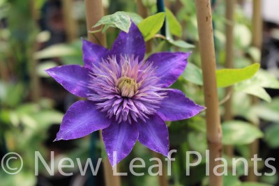 Picture of Clematis Multi-Blue