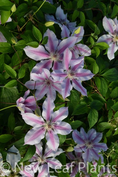 Picture of Clematis Nelly Moser