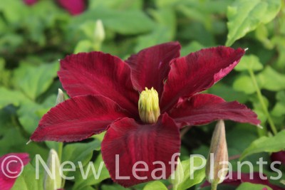 Picture of Clematis Niobe