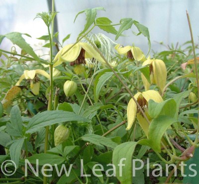 Picture of Clematis orientalis