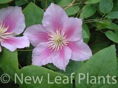 Picture of Clematis Piilu