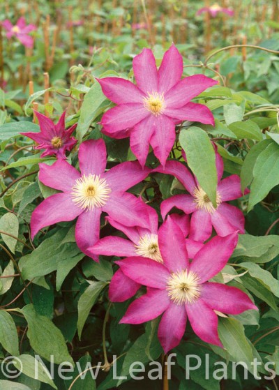 Picture of Clematis Pink Champagne
