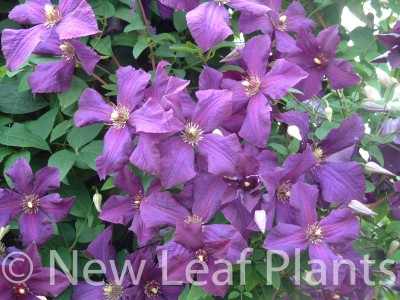 Picture of Clematis Polish Spirit