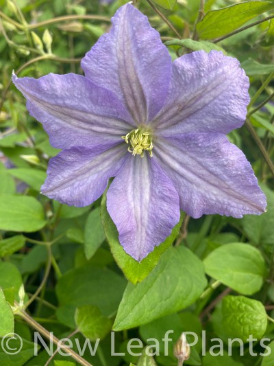 Picture of Clematis Prince Charles