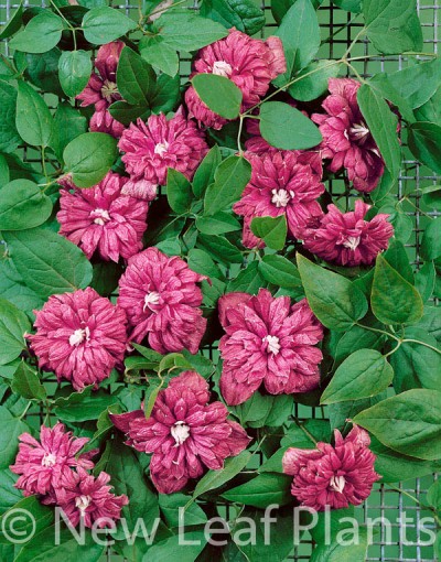 Picture of Clematis Purpurea Plena Elegans