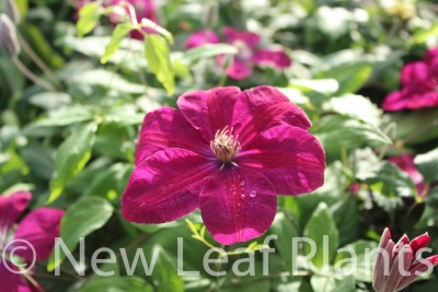 Picture of Clematis Rouge Cardinal