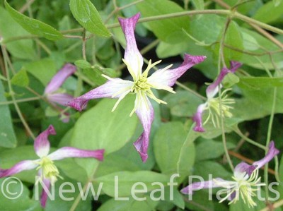 Picture of Clematis Rubromarginata