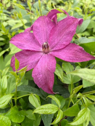Picture of Clematis Saphyra Nancy