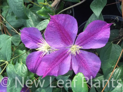 Picture of Clematis Star of India