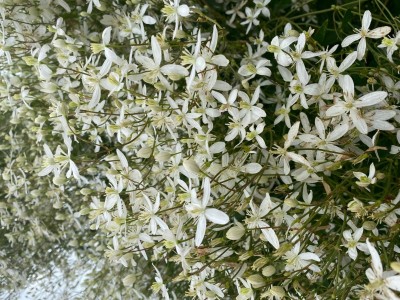 Picture of Clematis Sweet Scentsation