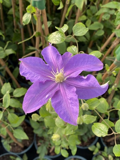 Picture of Clematis The Duchess of Cornwall 