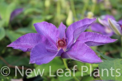 Picture of Clematis The President
