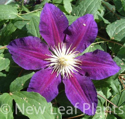 Picture of Clematis The Vagabond