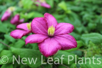 Picture of Clematis Ville De Lyon