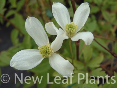Picture of Clematis montana Alba