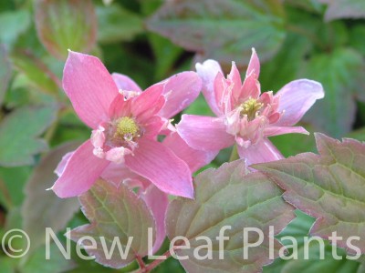 Picture of Clematis montana Broughton Star