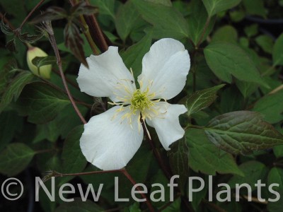 Picture of Clematis montana Primrose Star
