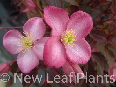 Picture of Clematis montana Vera
