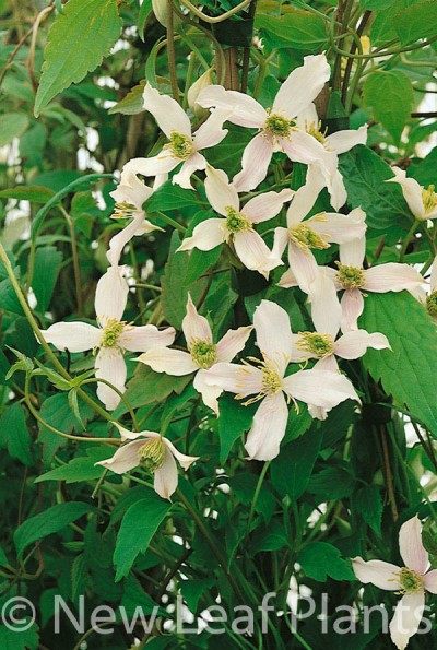 Picture of Clematis montana Wilsonii