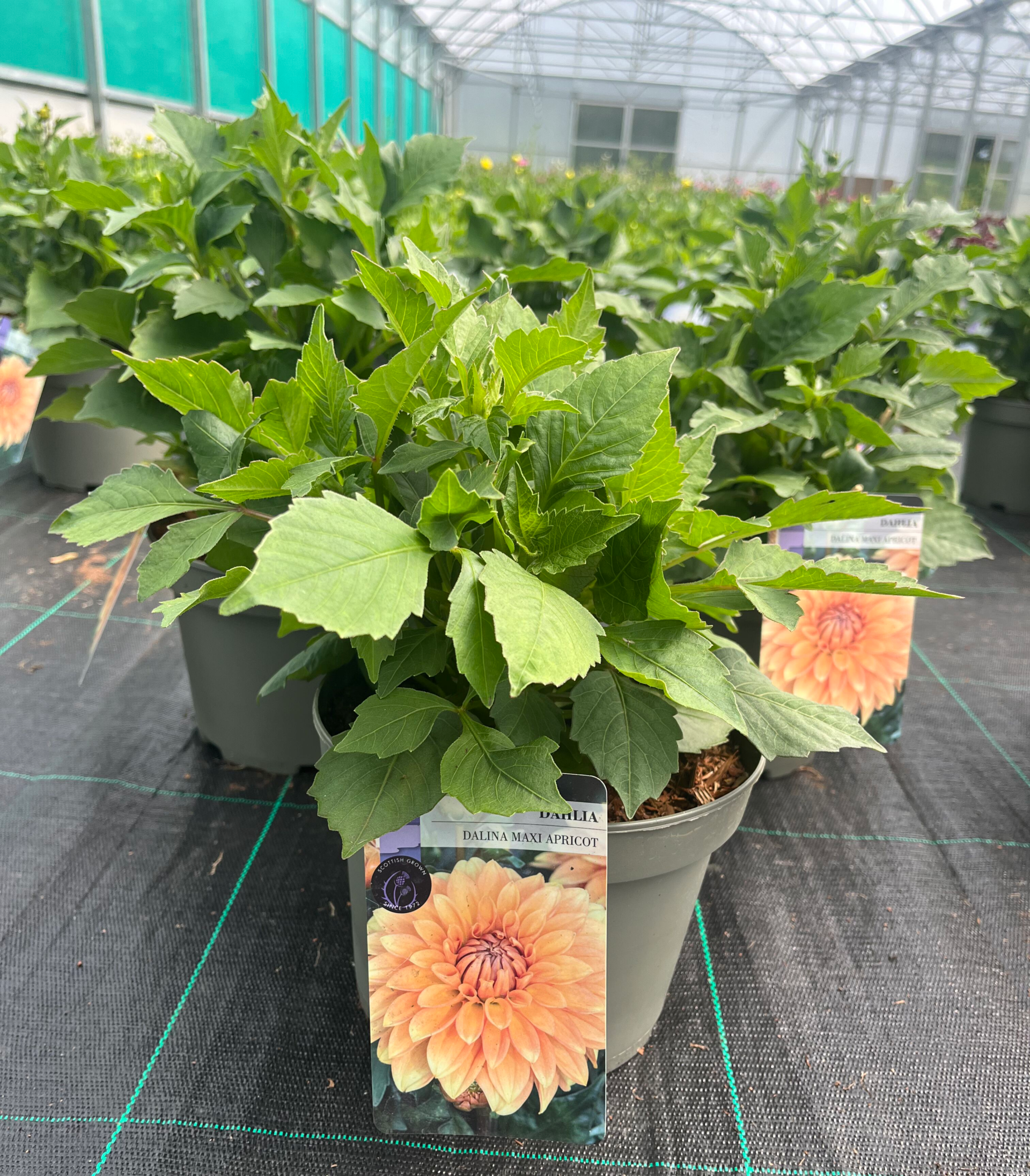 Picture of Dahlia Dalina Maxi Apricot
