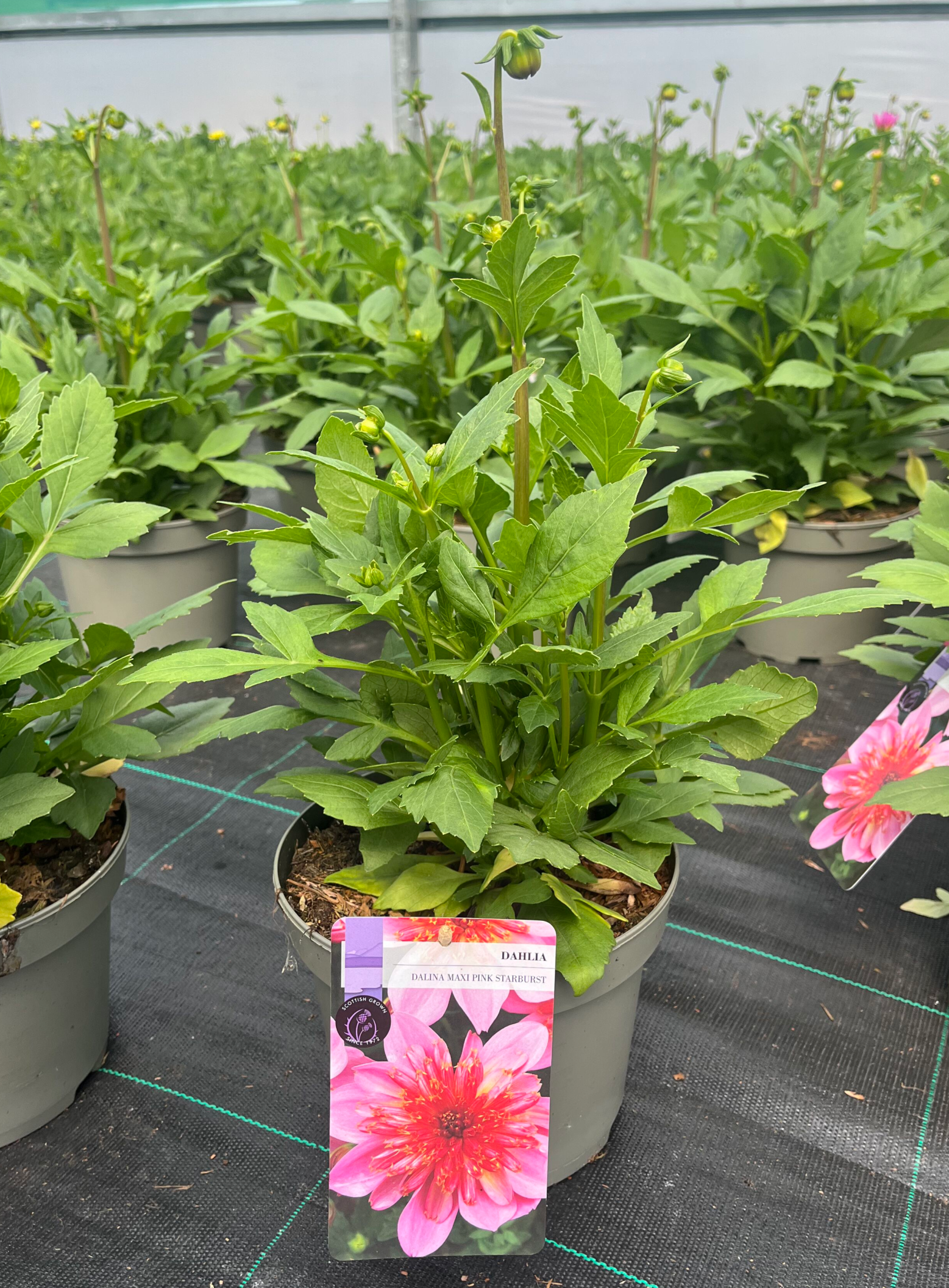 Picture of Dahlia Dalina Maxi Pink Starburst