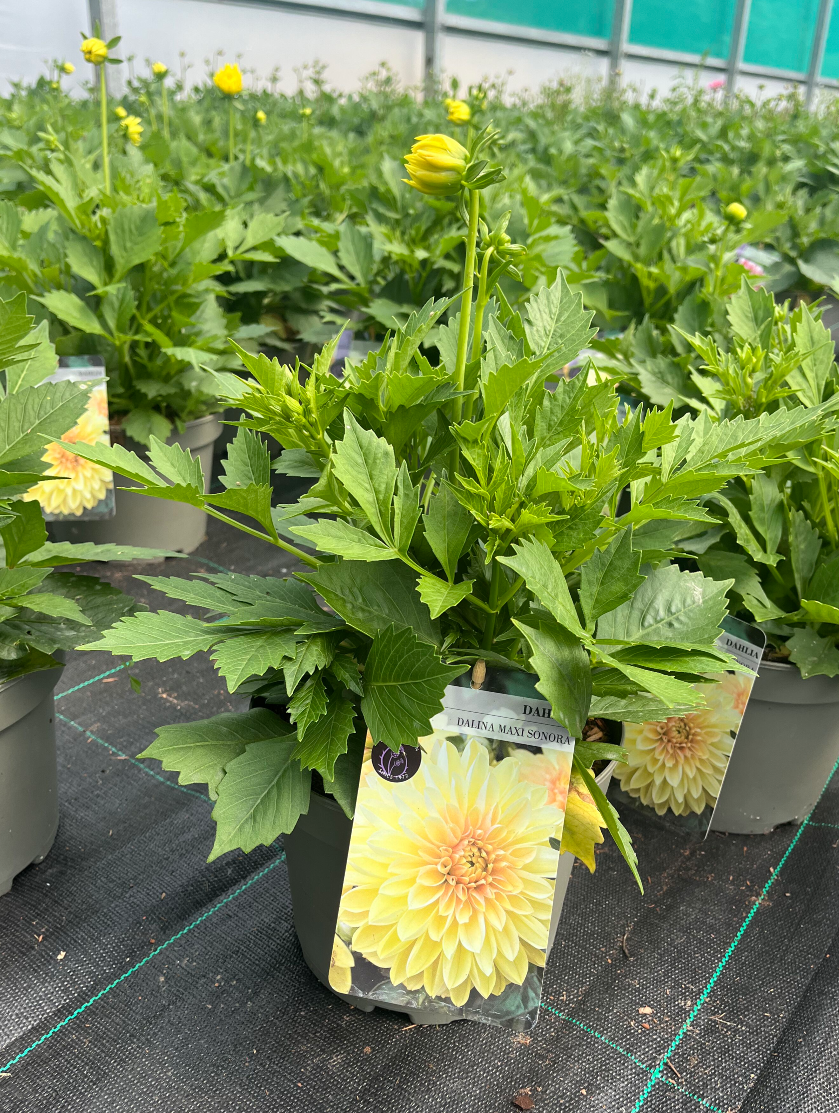 Picture of Dahlia Dalina Maxi Sonora