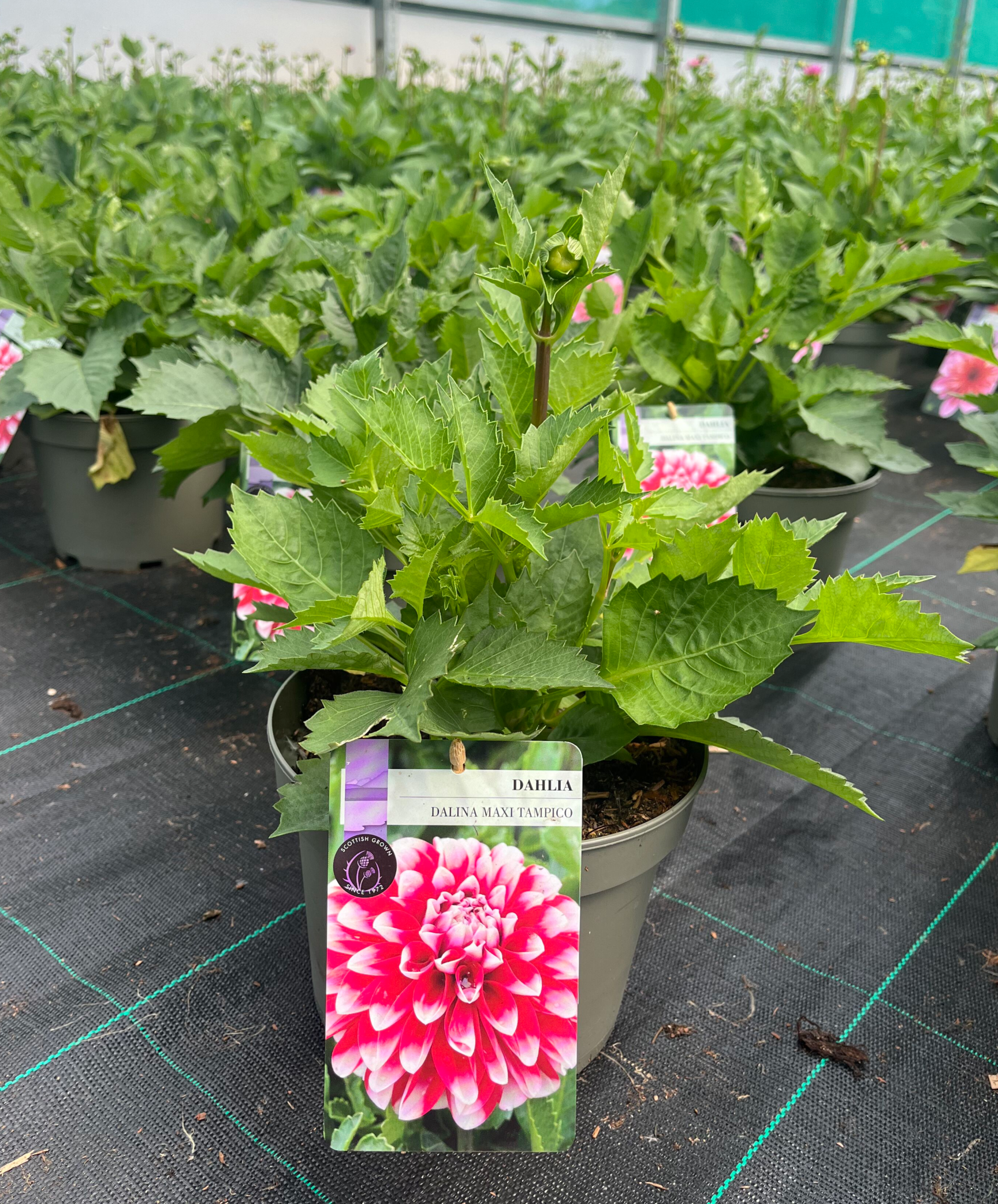 Picture of Dahlia Dalina Maxi Tampico