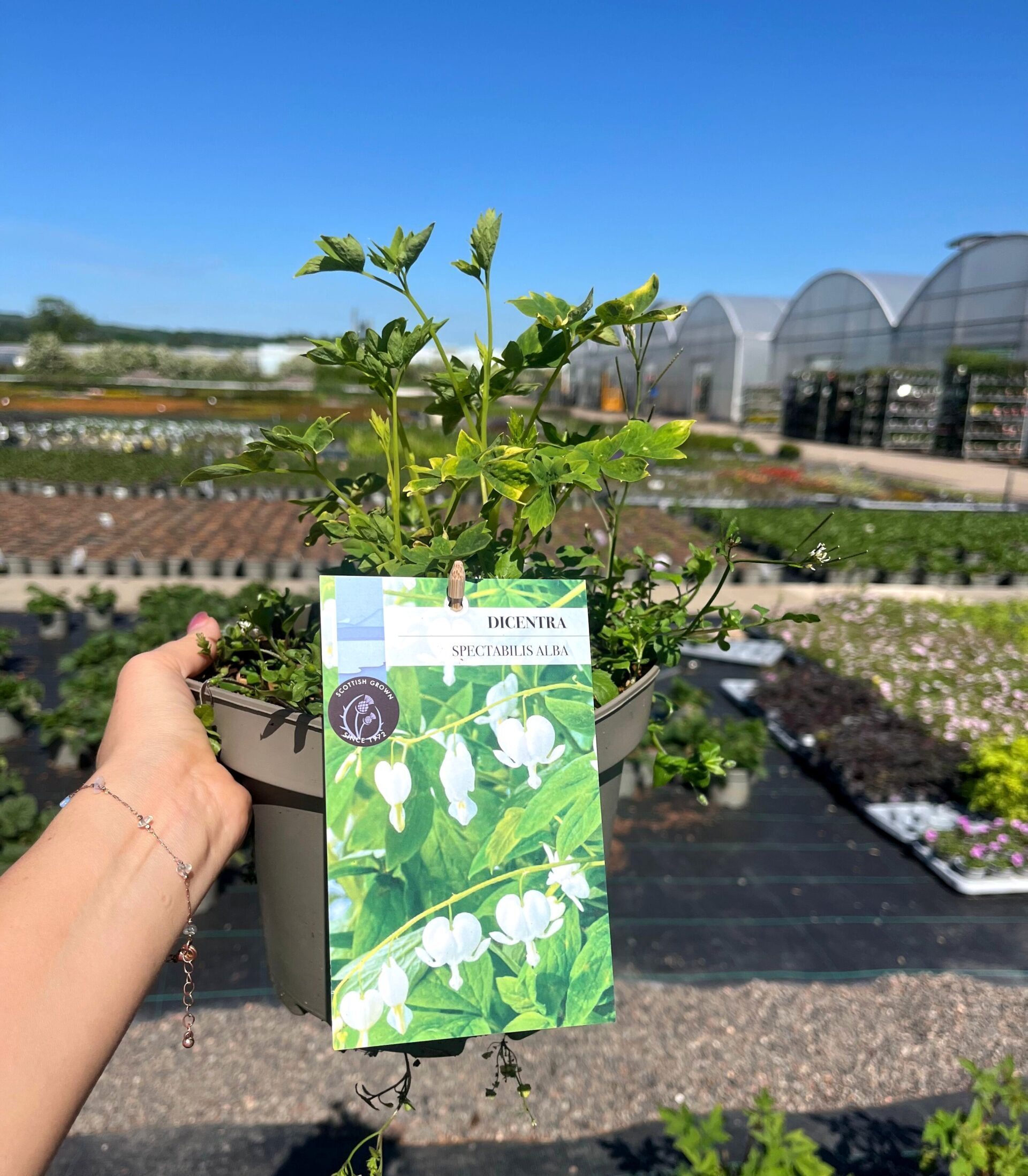 Picture of Dicentra Alba