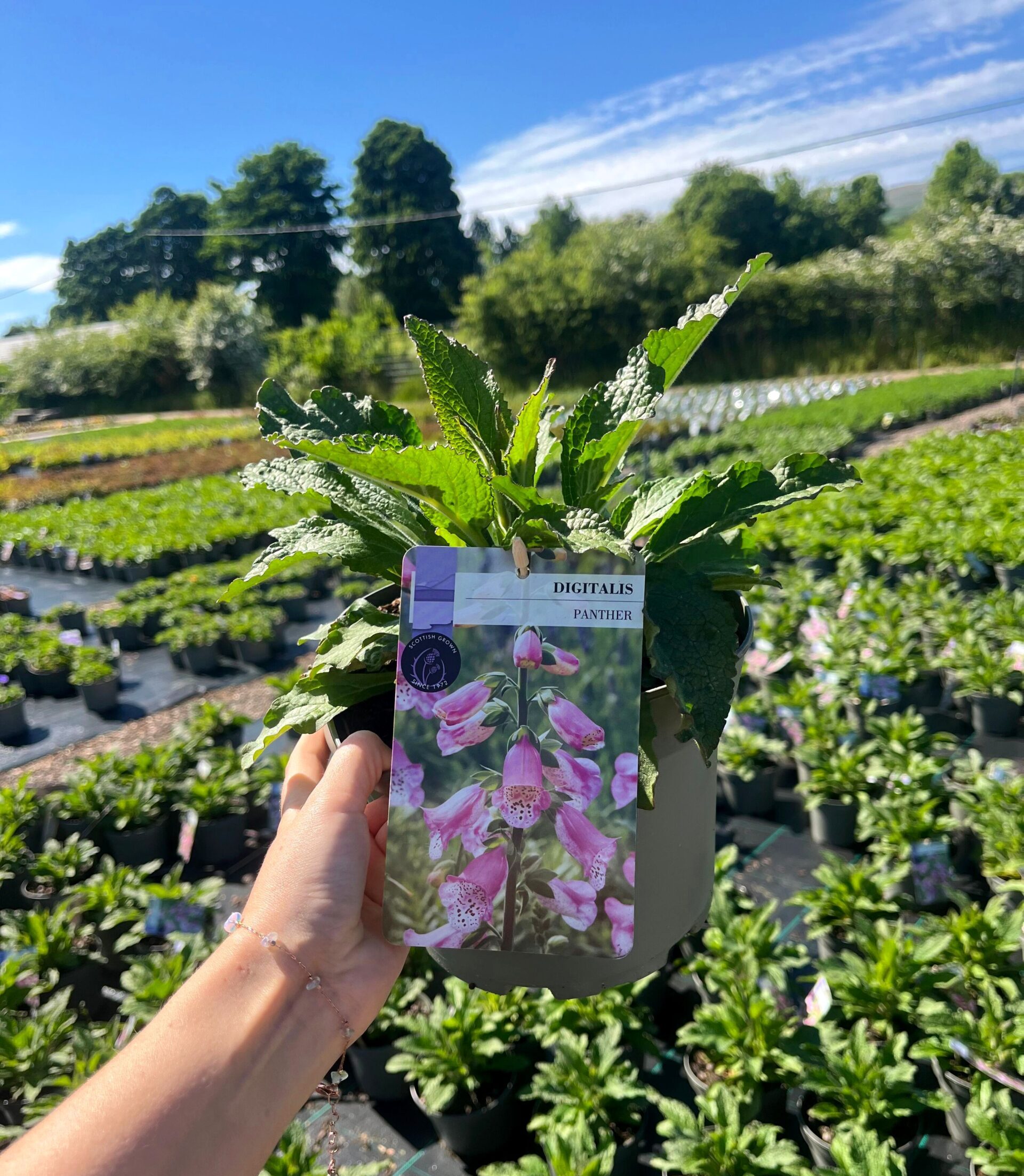Picture of Digitalis Panther