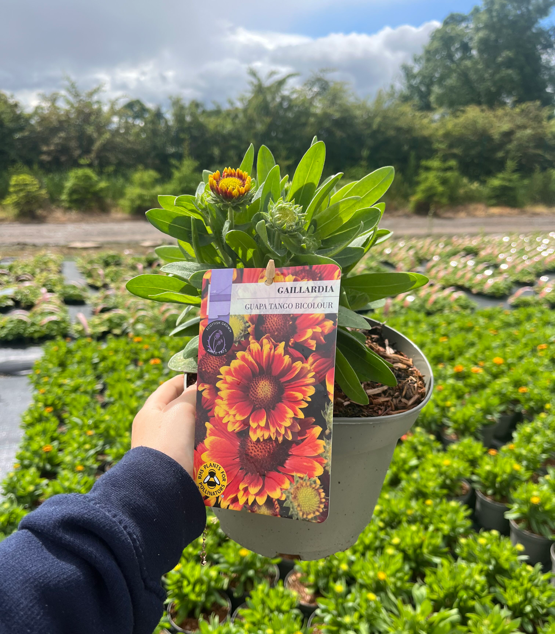 Picture of Gaillardia Guapa Tango Bicolour