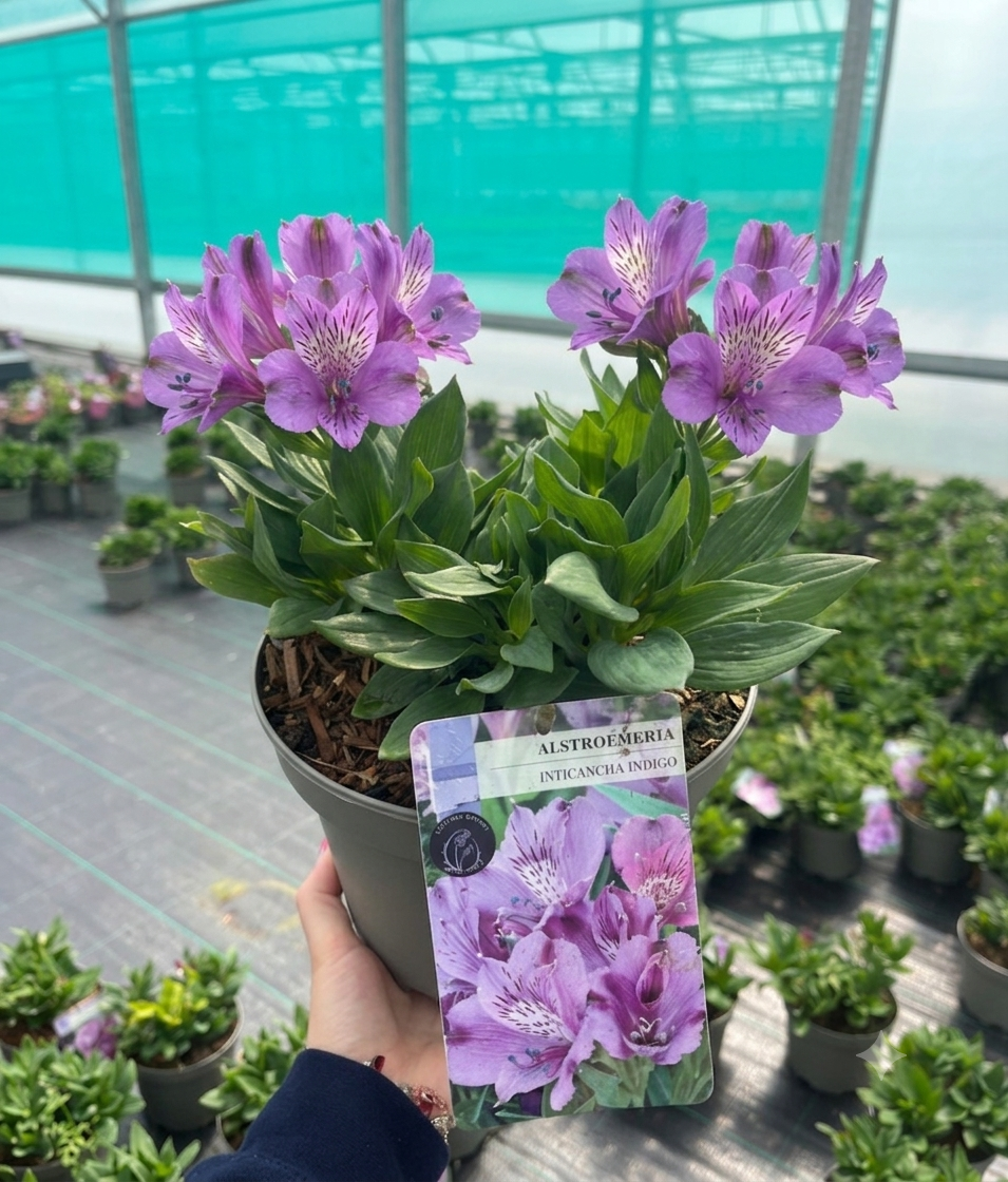 Picture of Alstroemeria Indigo