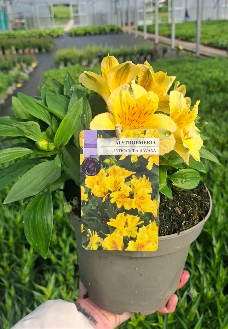 Picture of Alstroemeria Havana