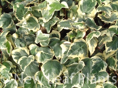 Picture of Hedera Gloire de Marengo