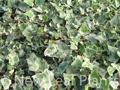 Picture of Hedera helix Glacier