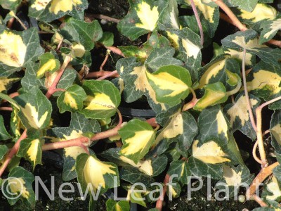 Picture of Hedera helix Goldheart