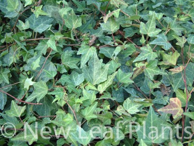 Picture of Hedera helix Green Ripple