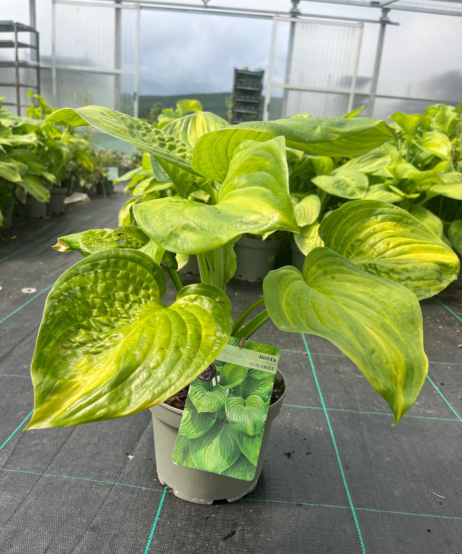 Picture of Hosta Guacamole