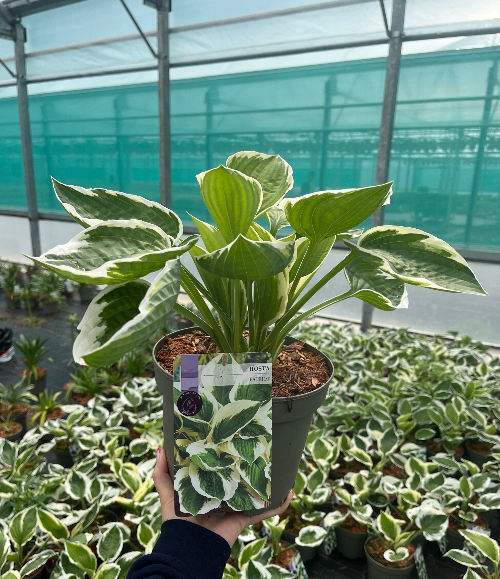Picture of Hosta Patriot