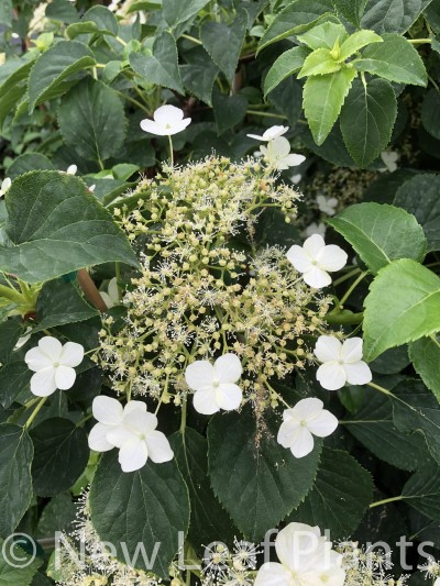 Picture of Hydrangea petiolaris