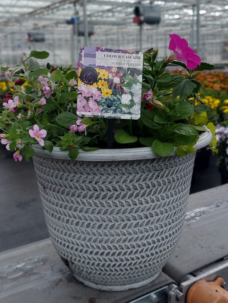 Picture of  Summer Planter Parker 12''