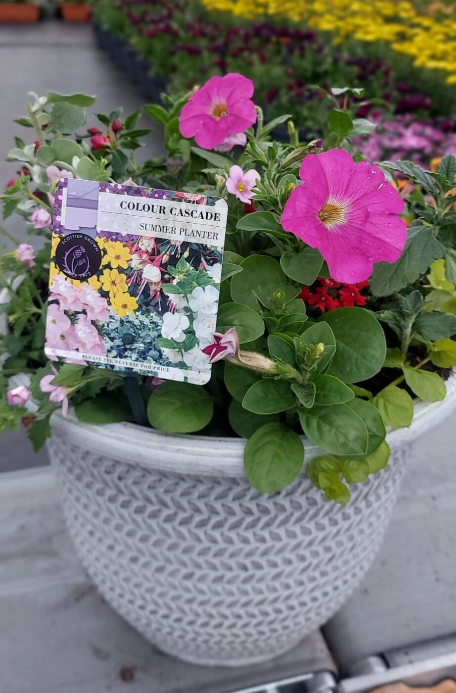 Picture of Summer Planter Parker 16''