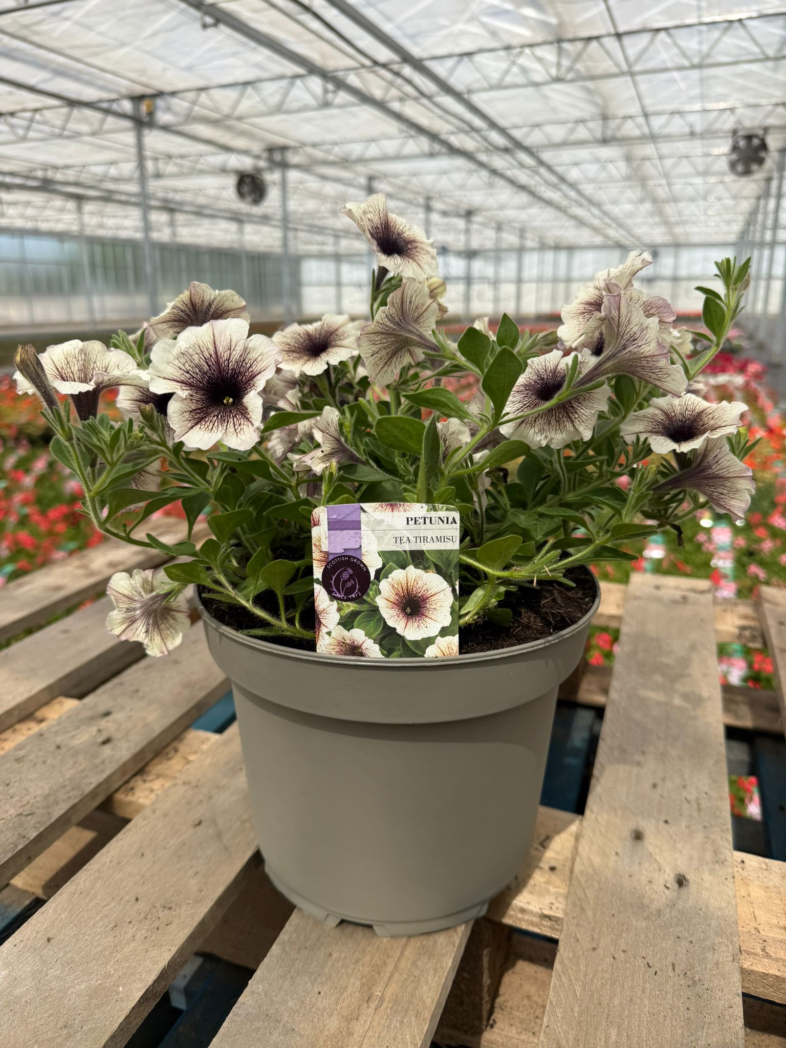Picture of Petunia Tea Tiramisu