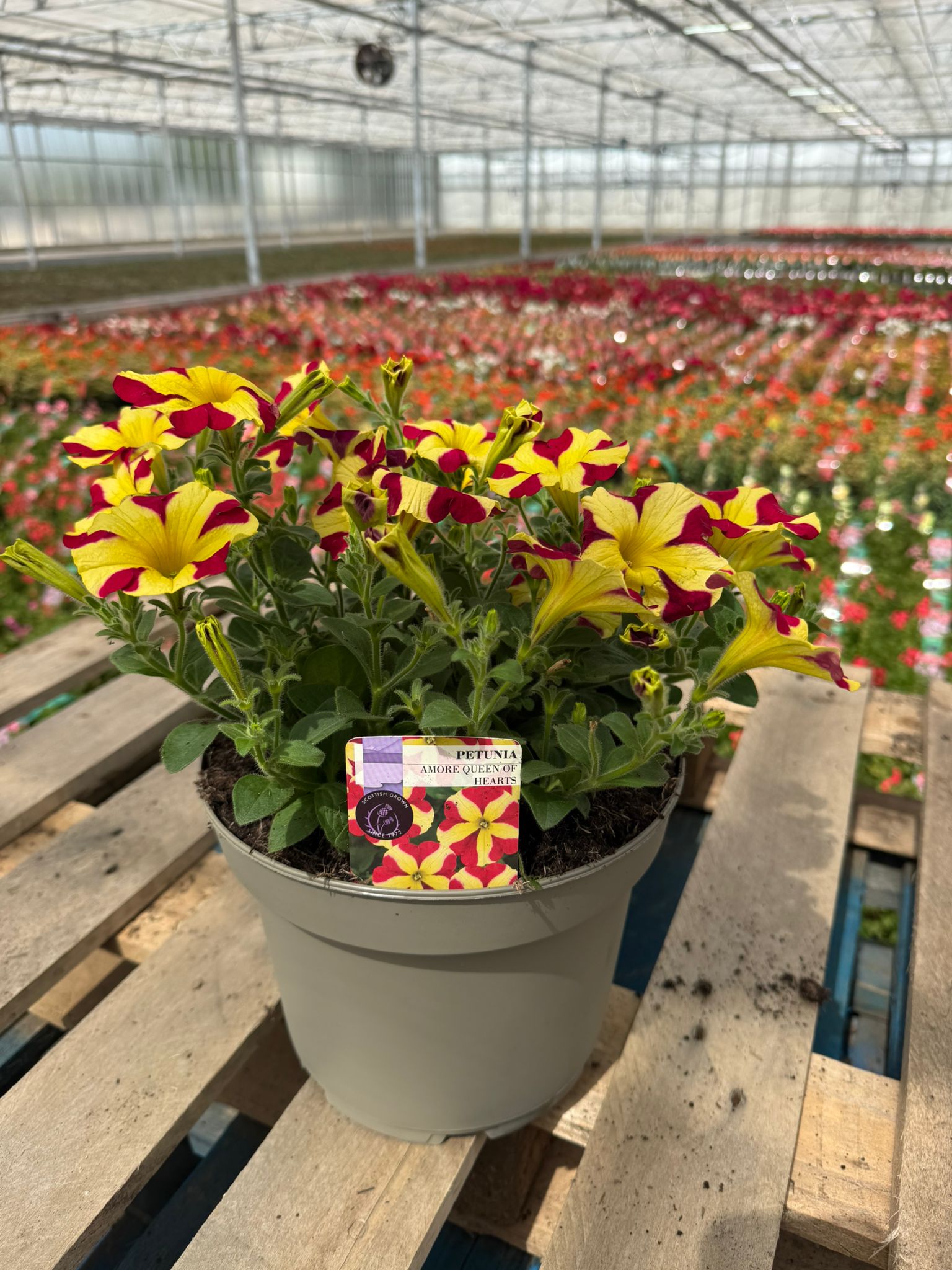 Picture of Petunia Amore Queen of Hearts