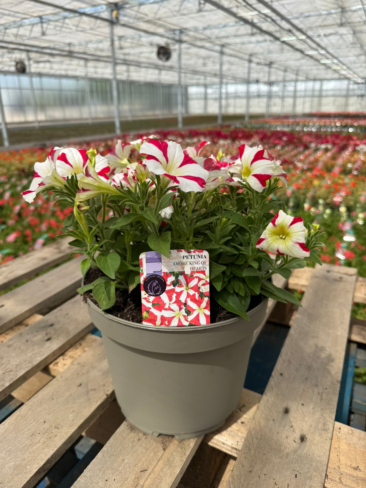 Picture of Petunia Amore King of Hearts