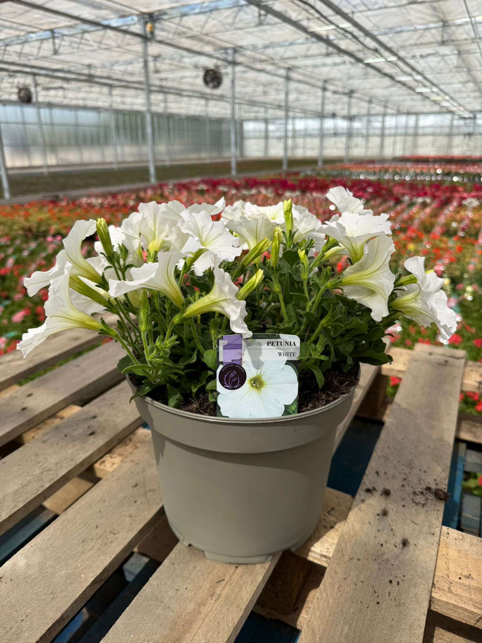 Picture of Petunia Novelty White