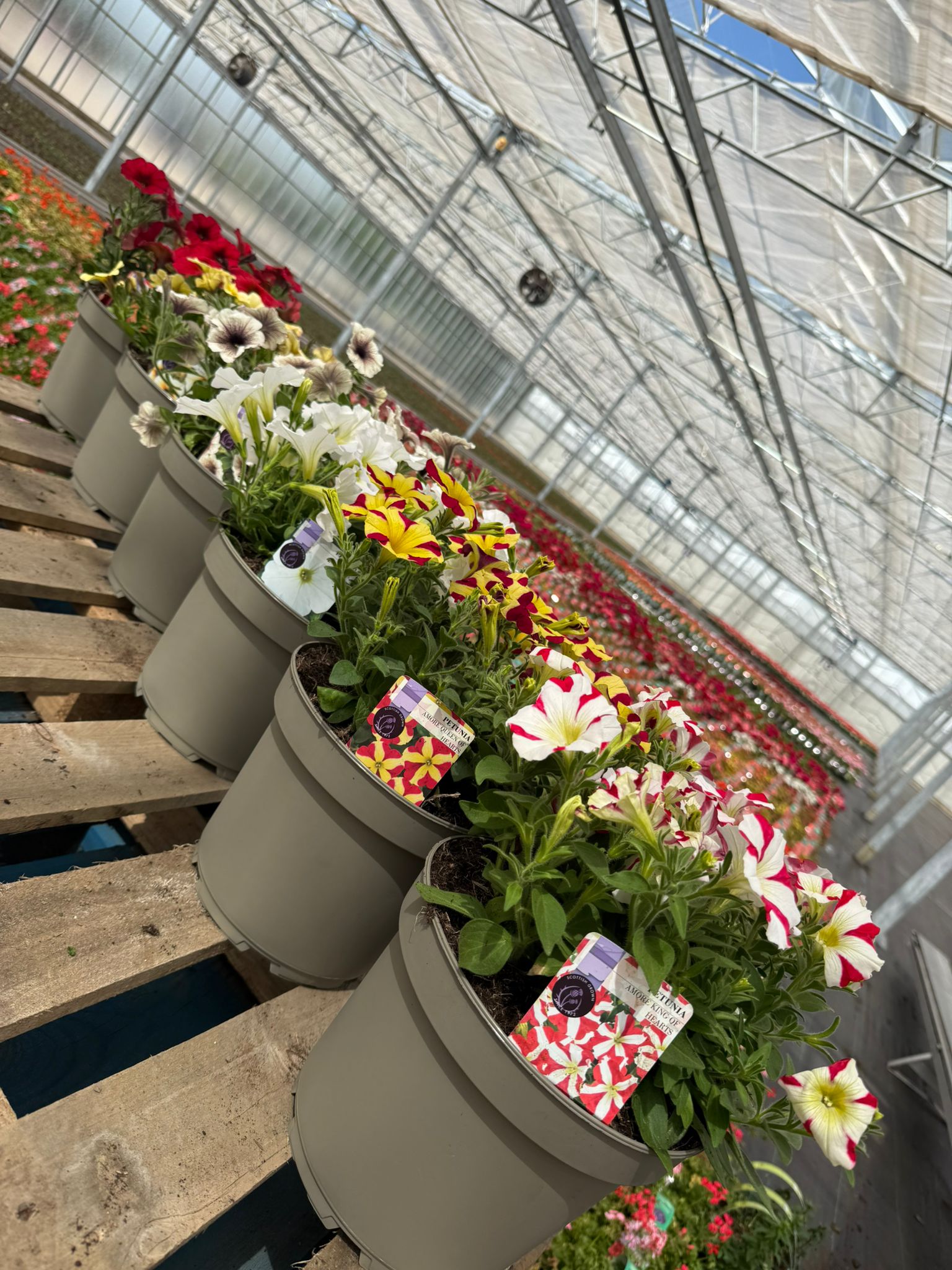 Picture of Petunia Novelty